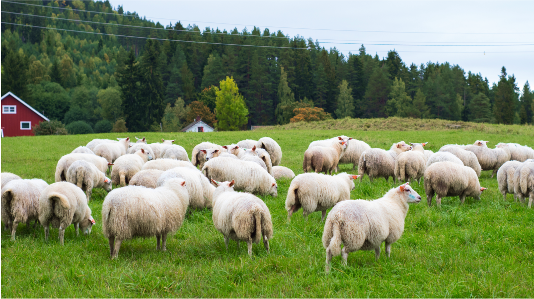 Ranches and Farms